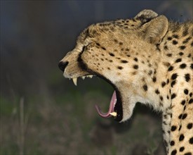 Cheetah yawning, Greater Kruger National Park, South Africa. Date : 2007