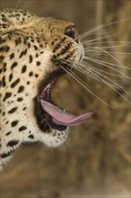 Leopard yawning, Greater Kruger National Park, South Africa. Date : 2007