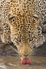 Leopard drinking, Greater Kruger National Park, South Africa. Date : 2007