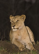 Lion laying on ground, Greater Kruger National Park, South Africa . Date : 2007