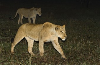 Lions walking at night, Greater Kruger National Park, South Africa . Date : 2007