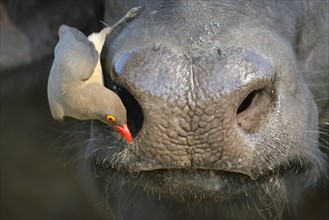 Red-Billed Oxpecker on Ox’s face, Greater Kruger National Park, South Africa. Date : 2007