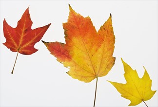 Close up of autumn leaves.