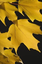 Close up of autumn leaves on branch.