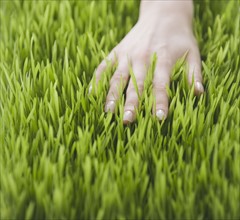 Woman’s hand in grass.