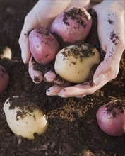 Woman holding potatoes and soil.