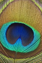 Close up of peacock feather.