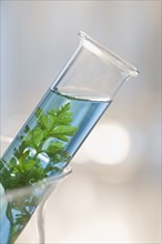 Plant and liquid in vial.