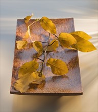 Branch and leaves on wooden tray.