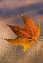 Close up of autumn leaf.