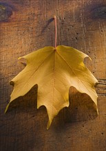 Close up of autumn leaf.