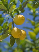 Close up of lemons on tree.