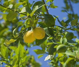 Close up of lemons on tree.