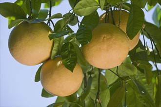 Close up of grapefruit on tree.