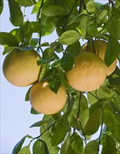Close up of grapefruit on tree.