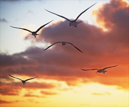 birds in the sunrise/sunset. Date : 2008