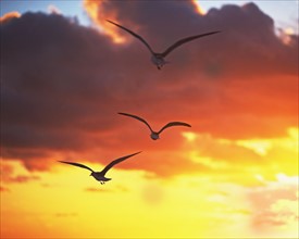 birds in the sunrise/sunset. Date : 2008