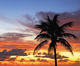 palm tree in sunrise/sunset. Date : 2008