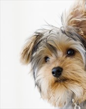 Close up of Yorkshire terrier. Date : 2008