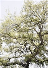 Oak tree with Spanish Moss, New Orleans, Louisiana, United States. Date : 2008