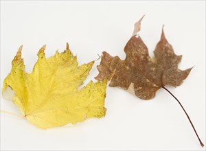 Close up of autumn leaves. Date : 2008