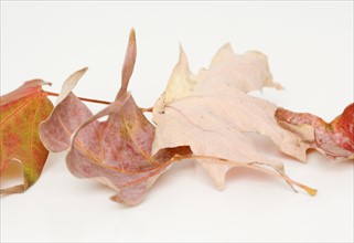 Close up of autumn leaves. Date : 2008