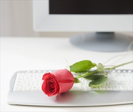 Rose on computer keyboard. Date : 2008