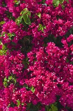 Close up of bougainvillea flowers.