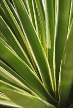 Close up of agave cactus plant.