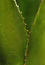 Close up of agave cactus plant.