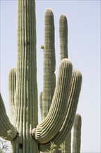 Cacti under blue sky, Arizona, United States. Date : 2008