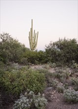 Cactus on hill, Arizona, United States. Date : 2008