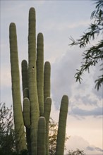 Cactus at sunset, Arizona, United States. Date : 2008