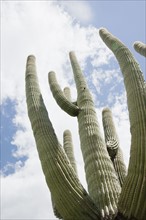 Low angle view of cactus, Arizona, United States. Date : 2008