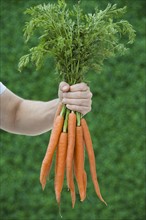 Farmer holding bunch of carrots.