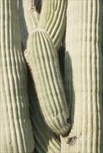 Close up of cactus. Date : 2008