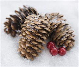 Close up of pinecones in snow. Date : 2008