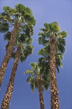 Low angle view of palm trees.