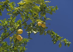 Low angle view of lemon tree.
