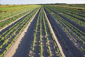 Rows of basil, Florida, United States. Date : 2008