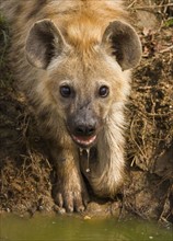 Close up of Spotted Hyaena, Greater Kruger National Park, South Africa. Date : 2008