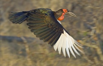 Close up of Southern Ground-Hornbill in flight, Greater Kruger National Park, South Africa. Date :