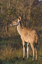 Greater Kudu next to trees, Greater Kruger National Park, South Africa. Date : 2008