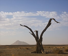 Dead tree, Namib Desert, Namibia, Africa. Date : 2008
