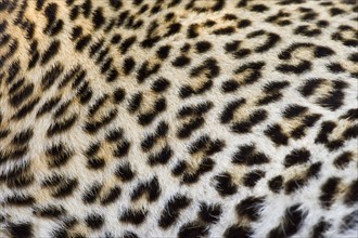 Close up of Leopard, Greater Kruger National Park, South Africa. Date : 2008