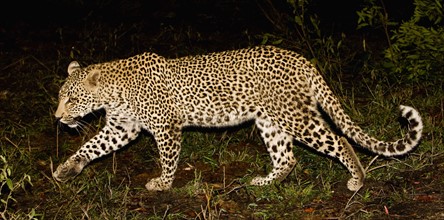 Leopard walking, Greater Kruger National Park, South Africa. Date : 2008
