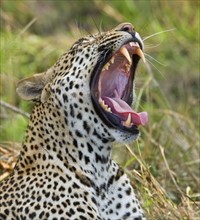 Leopard yawning, Greater Kruger National Park, South Africa. Date : 2008