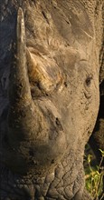 Close up of White Rhinoceros, Greater Kruger National Park, South Africa. Date : 2008