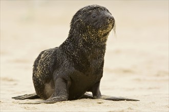 Baby South African Fur Seal on sand, Namibia, Africa. Date : 2008