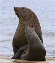 South African Fur Seals in water, Namibia, Africa. Date : 2008